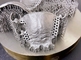 Le SLM titanique de l'imprimante 3D de catégorie industrielle automatique couronne les parenthèses dentaires