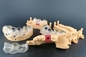 100-240V impression de résine de For Dental Clinics d'imprimante de résine de l'affichage à cristaux liquides SLA 3D